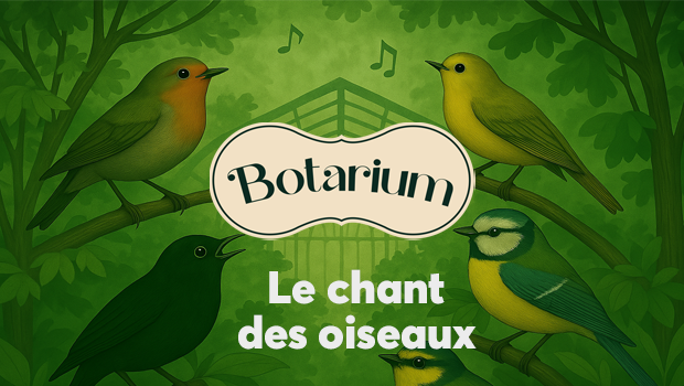 botarium_chant_oiseau_pole_europe